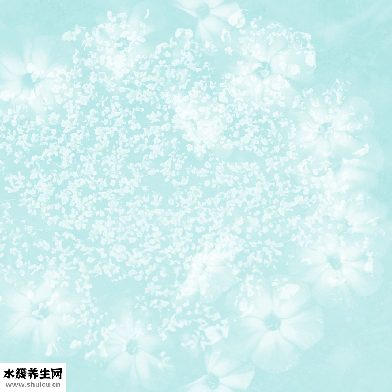 婴儿怎么抽静脉血