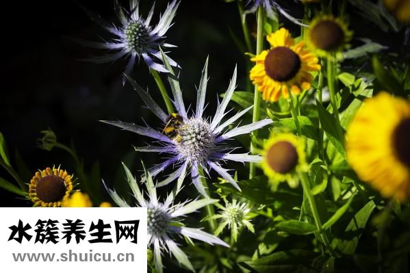 炒肉丝怎么嫩