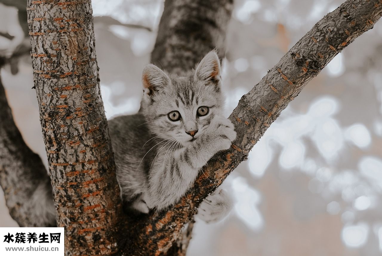 小猫涨肚怎么办
