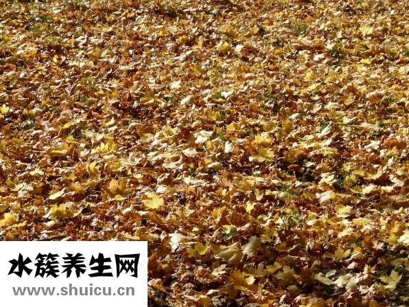 如何挑选毛肚看弹性和色泽挑选新鲜毛肚