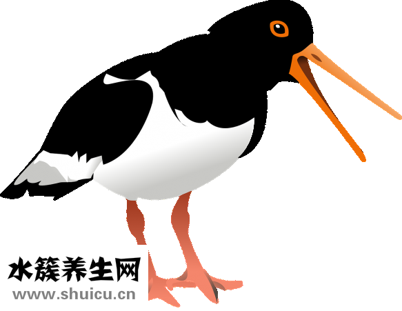 杜蛎怎么吃