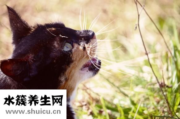 怎么知道是否有螨虫