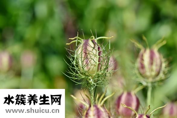 汉堡中的鸡肉怎么做