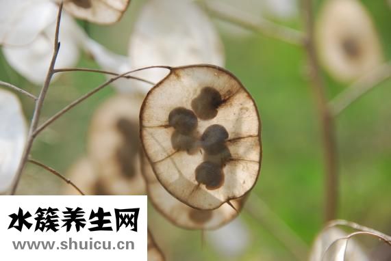 亚麻花怎么种