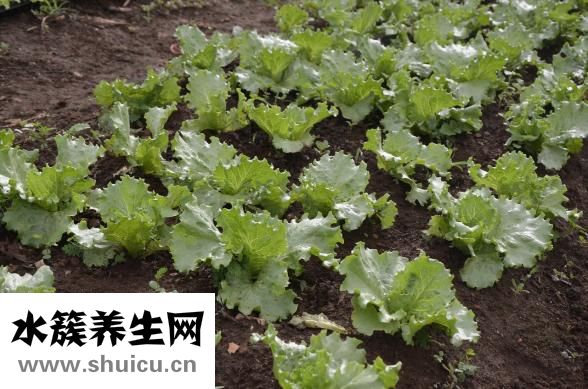 生菜怎么做