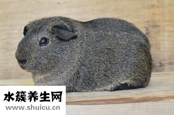 荷兰猪脱毛怎么办