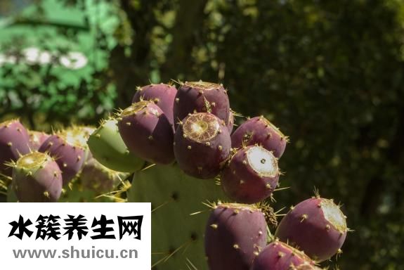 仙人球怎么结果