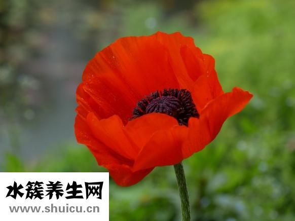 婴儿拉稀水怎么办