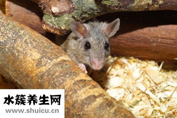 果蝇卵怎么杀死