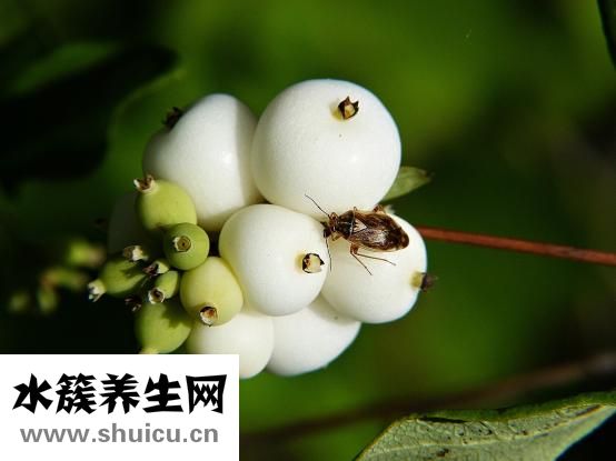 黄鳝骨头汤怎么做