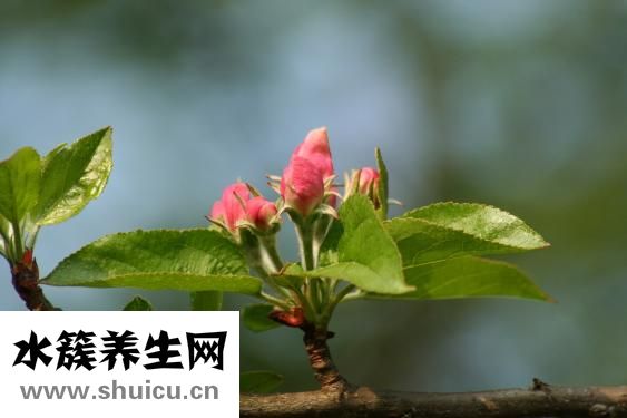 银杏树怎么繁殖