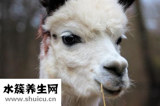 滩羊毛皮草怎么清洗