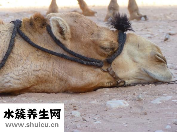 凤尾鱼下崽后怎么养