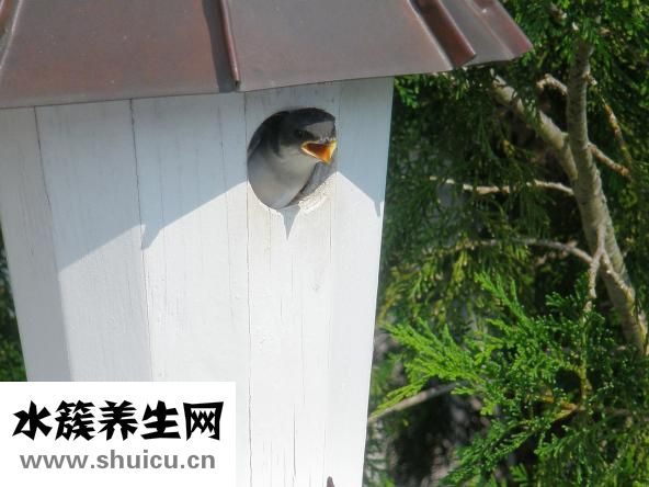婴儿肚围怎么用