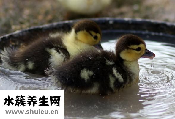 小鸭是怎么孵出来的