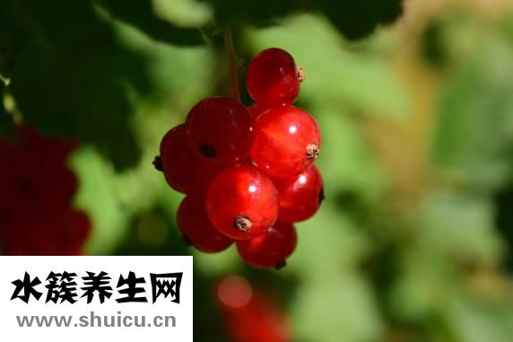 垂吊海棠怎么种
