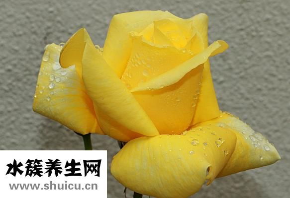 吃了钩虫猪肉怎么办