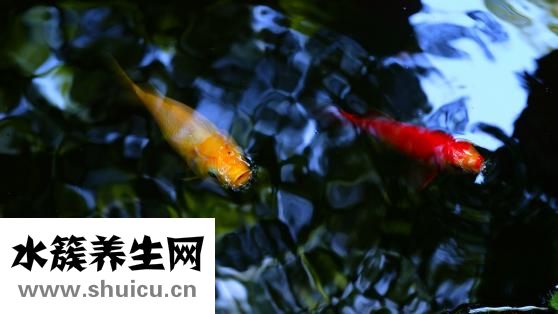 锦鲤鱼苗怎么选