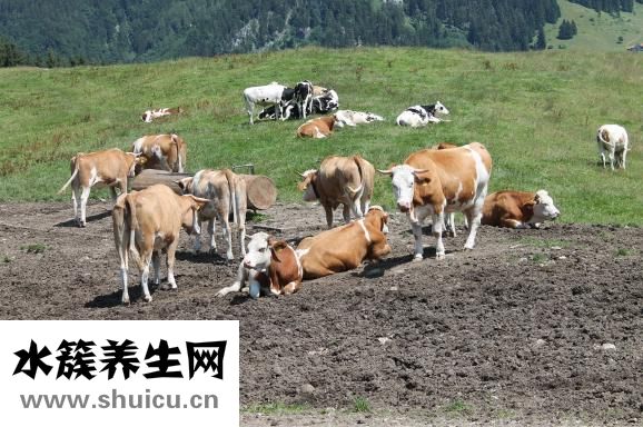 牛胸肉怎么烧