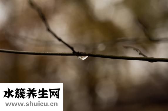 爱之玫瑰花怎么用