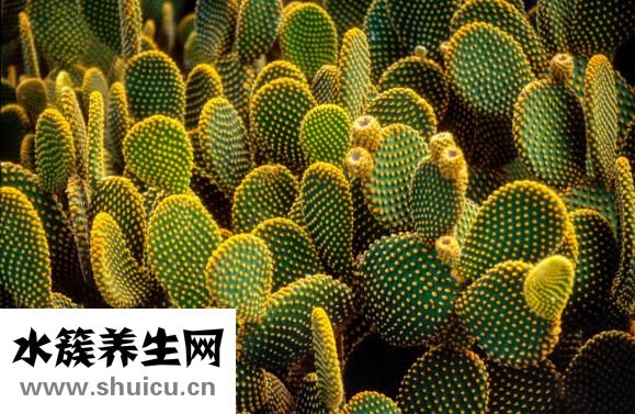 卢鱼怎么蒸