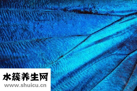 狗怎么检查弓形虫