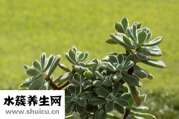 鹰叫声怎么形容