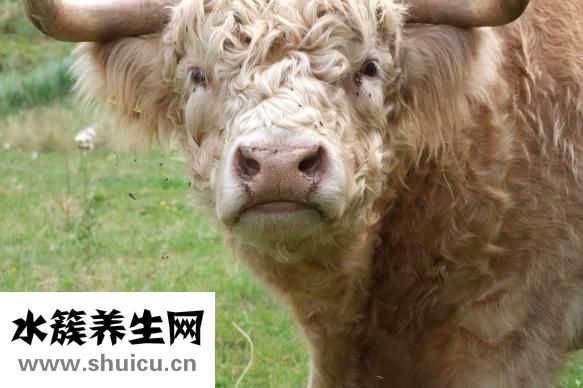 干的绿豆粉皮怎么吃