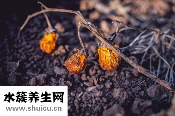 苤蓝怎么腌制