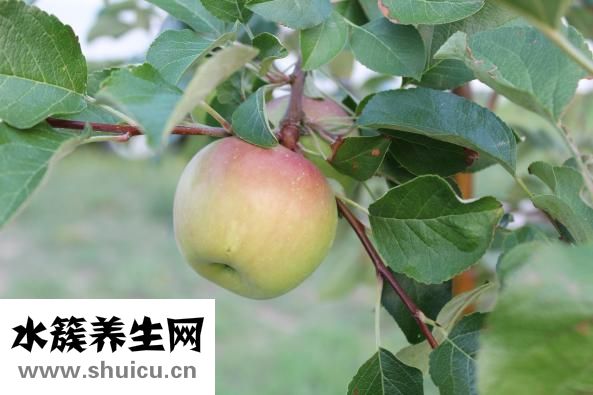 立秋下雨怎么办