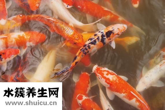 锦鲤鱼苗怎么选