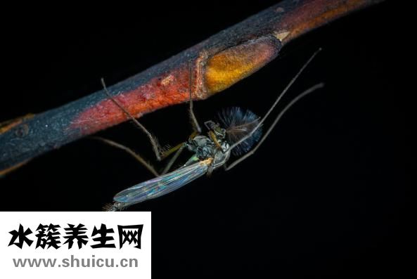 被臭虫吸血了怎么办