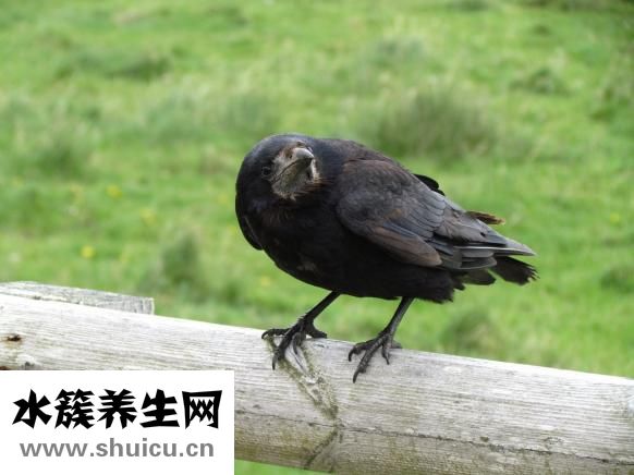 卢鱼怎么蒸