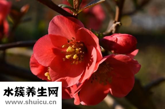 怎么按摩丰胸比较好