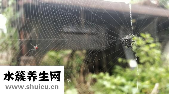 被臭虫吸血了怎么办