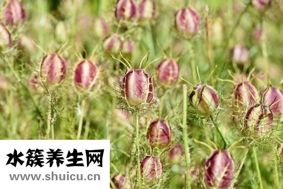 汉堡中的鸡肉怎么做