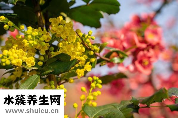 怎么做木瓜燕窝