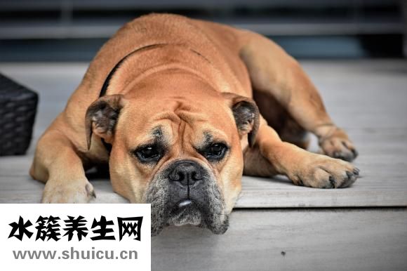 泰迪吐黄水怎么回事