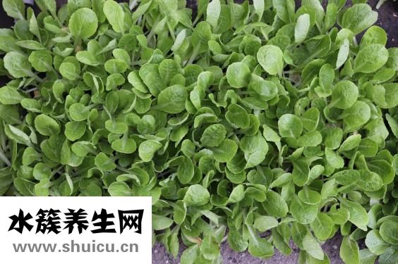 生菜怎么做
