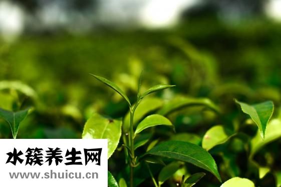 山楂片怎么晒