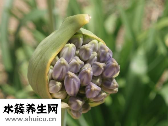 仙人球怎么结果