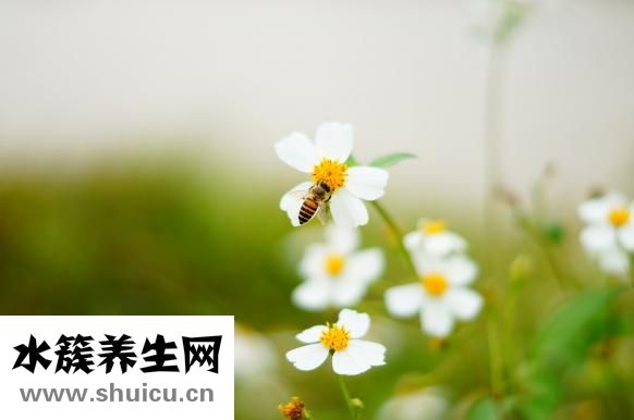 鸟笼怎么用
