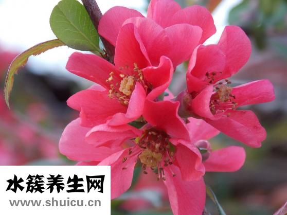 怎么做木瓜燕窝