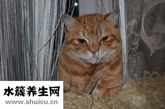 毛发多怎么办