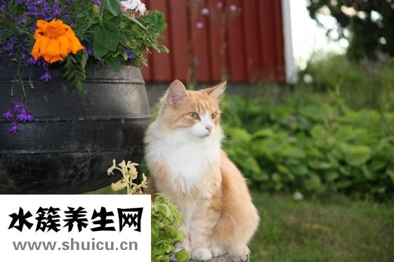 驱虫一粒清怎么吃