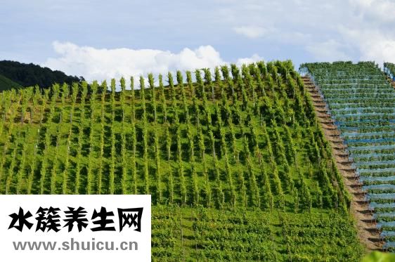 亚麻花怎么种