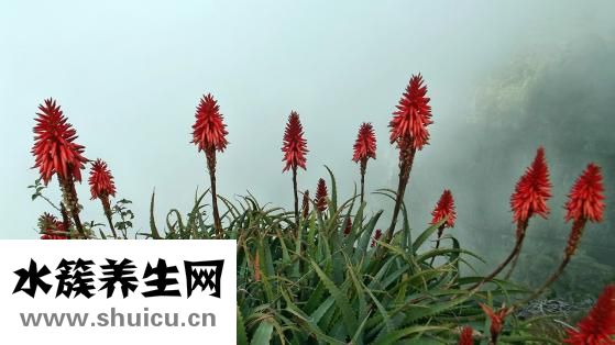 卢鱼怎么蒸
