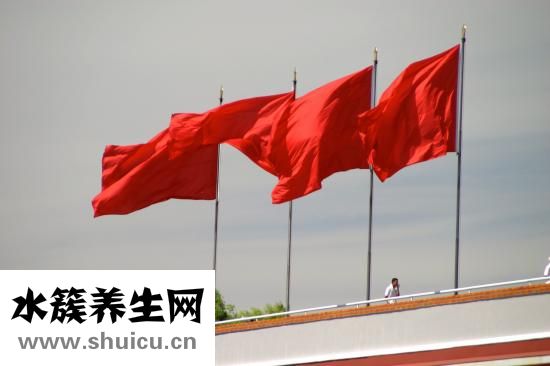 桦树怎么种