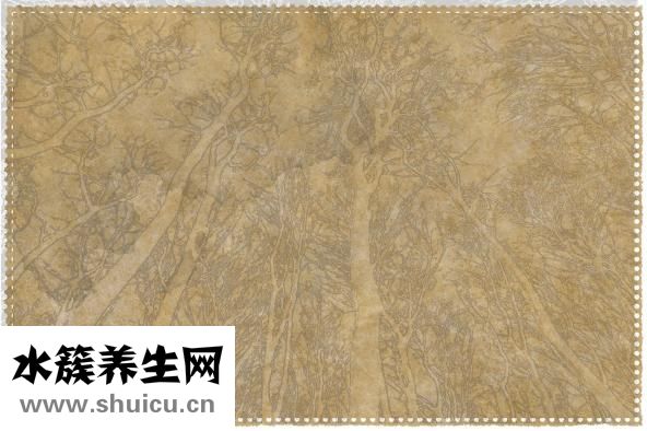 枸橼怎么念