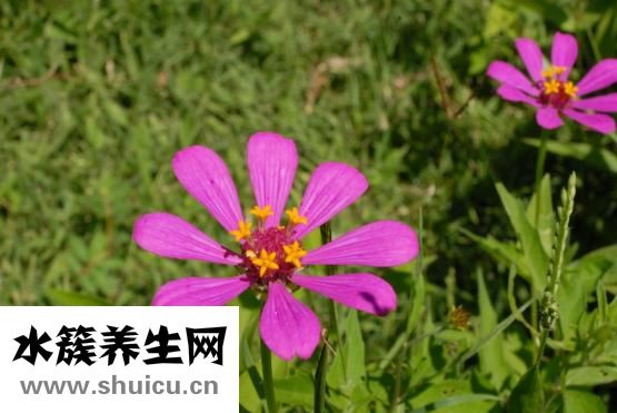清洁度日语怎么说